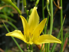 Hemerocallis citrinaDaglelie bestellen